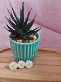 Petite Barette marguerite
