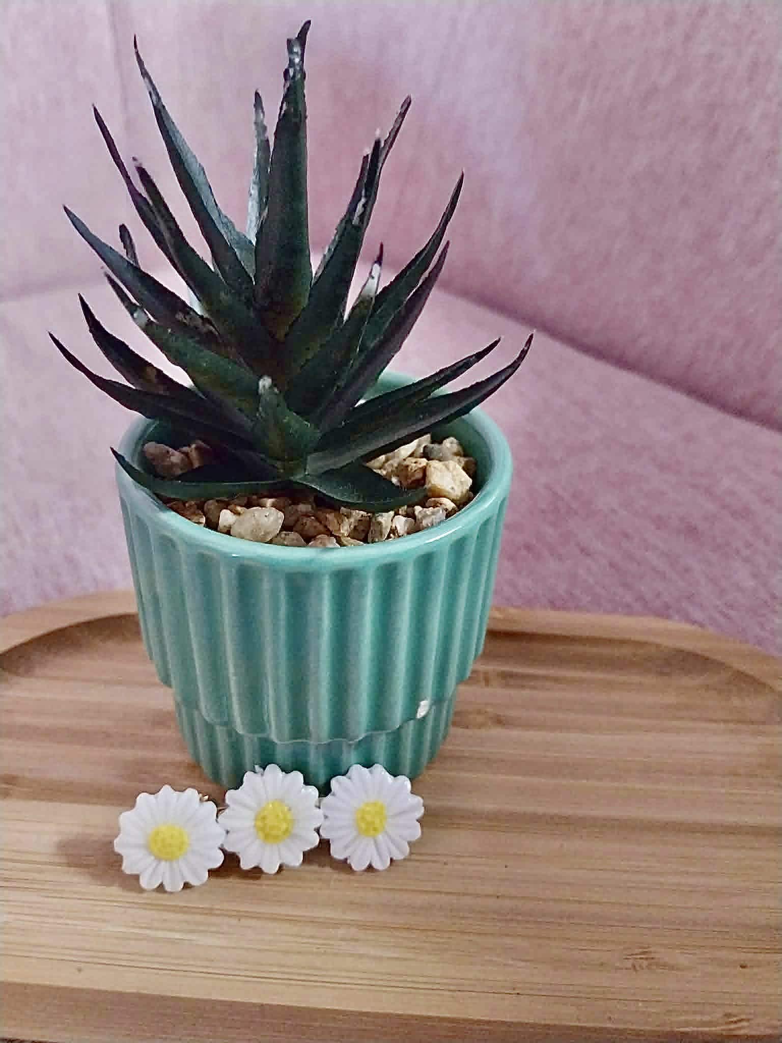 Petite Barette marguerite